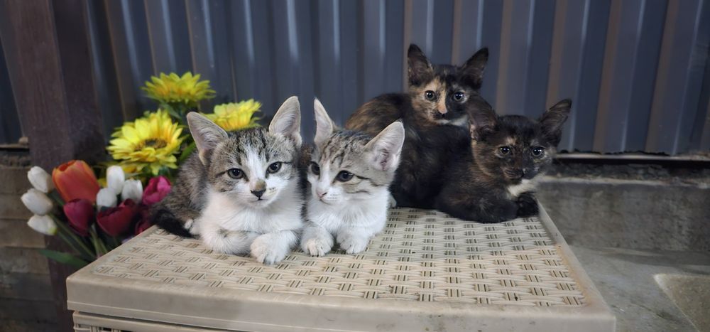 Котята 3 месяца домашние