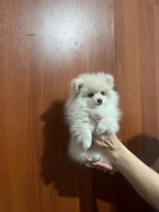 Щенки немецкого щпица