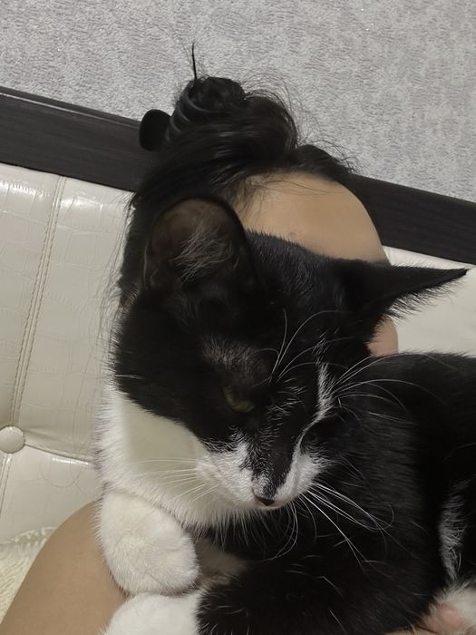 Тактильный котик