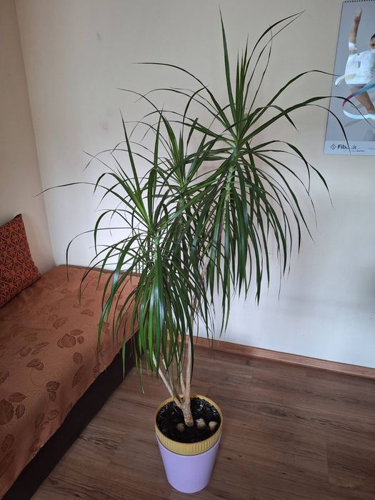 Драцена Маргината