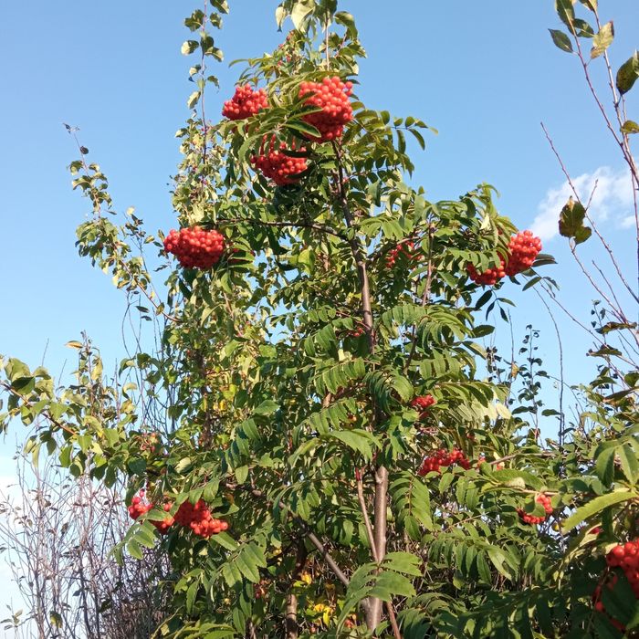 Продам дачу 6 соток