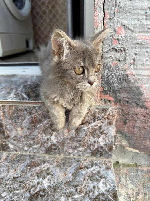 Отдам бесплатно красивого котенка!