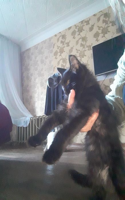 Котята мейнкун плюс камышовая