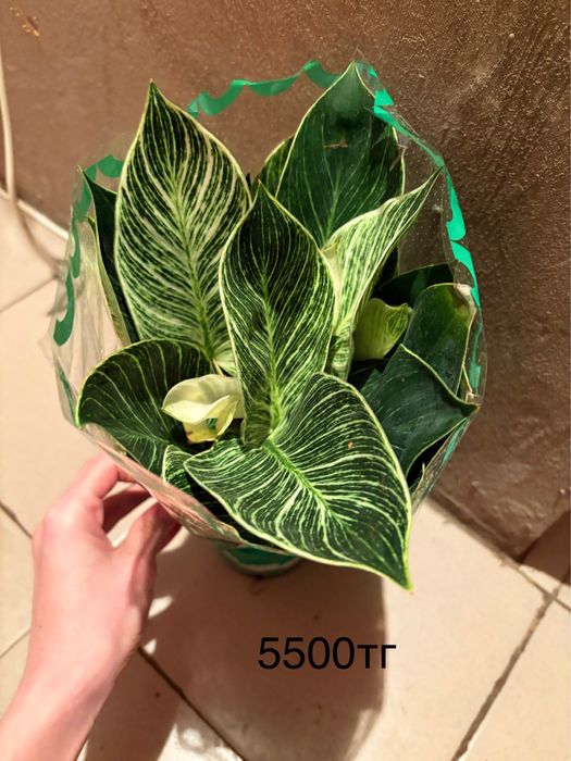 Продаются цветы в горшке