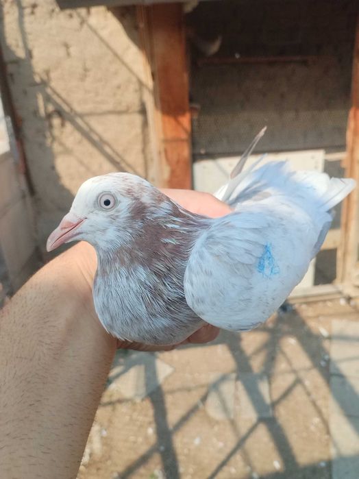 Гълъби Пазарджишки високолетачи Ловени чужди,