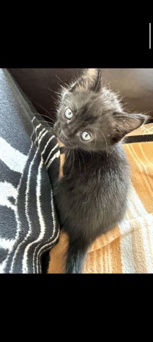 Котёнок  девочка