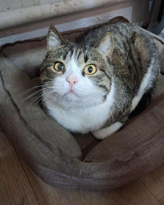 Ищем дом для кота