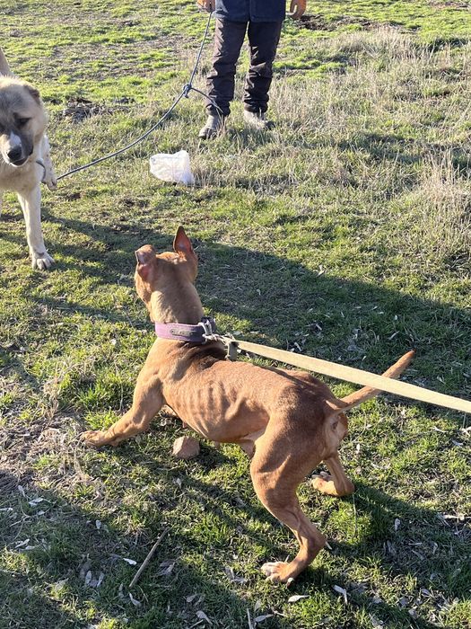 Продается пит буль