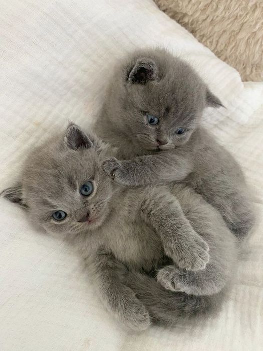 Продам британских котят