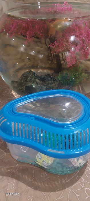 Продам черепашку бразильскую