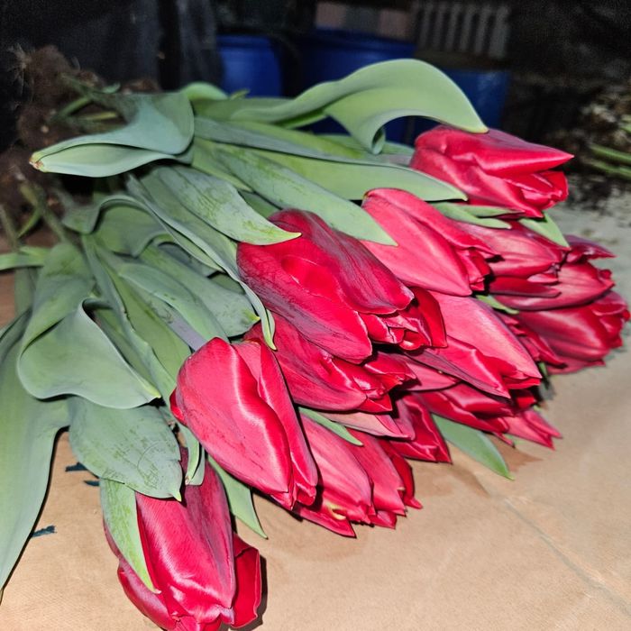 Тюльпаны Галанский оптом