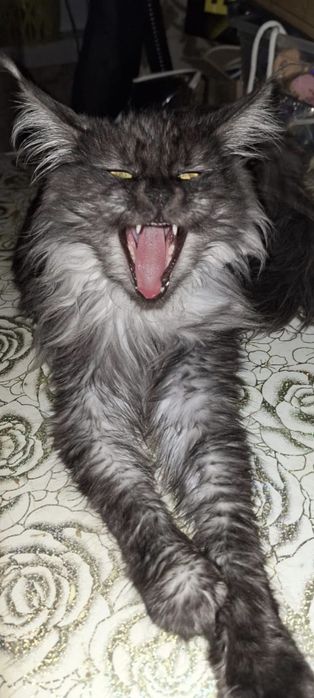 Мейн-кун котята девочки