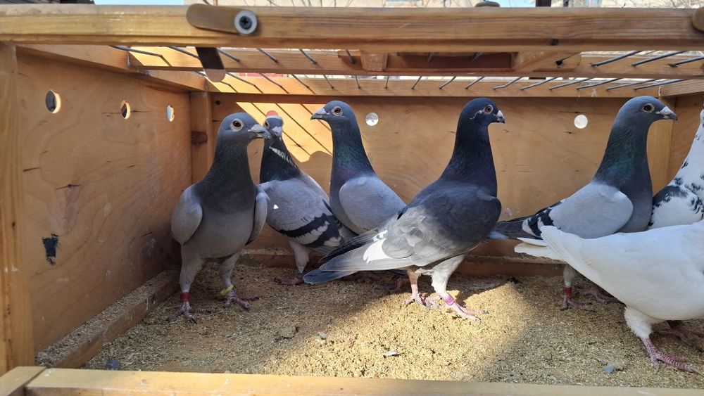 Почтовые голуби 8