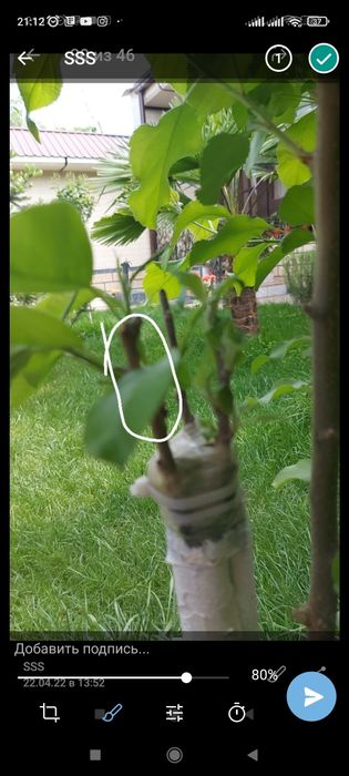 Archa dekaratif ekish dorilash