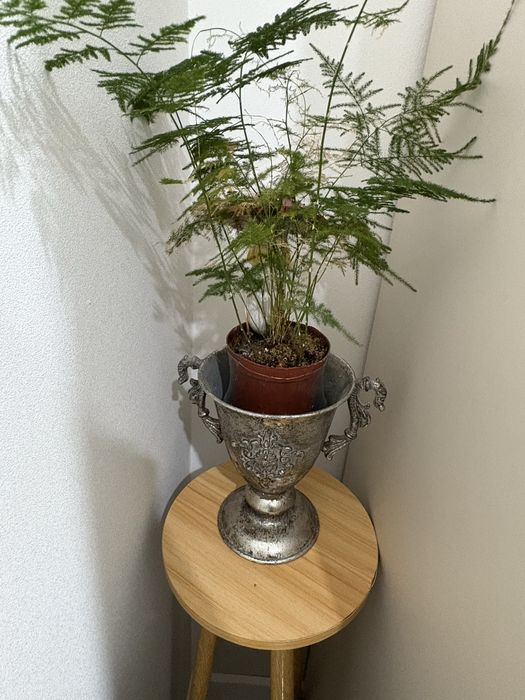 продам аспарагус вместе с кашпо