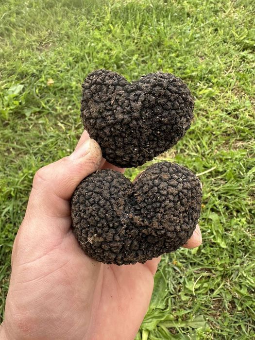 Черен летен трюфел (tuber aestivum)