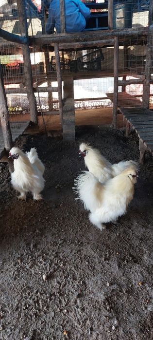 Vand cocosi matase japoneza