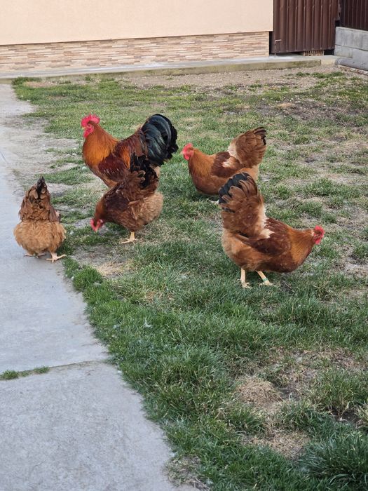 De vanzare familie sussex si new hampshire