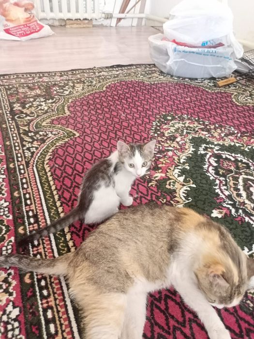 Котёнки пушистые