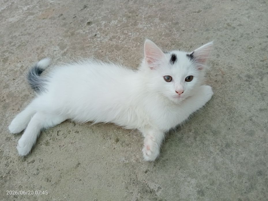 Котята / Мушукчалар