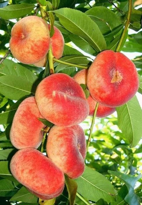 Pomi Fructiferi Columnari (Piersic )