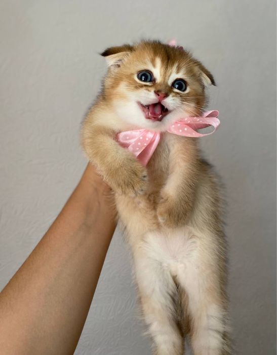 Котенки Золотая Шиншилла Приучены к лотку