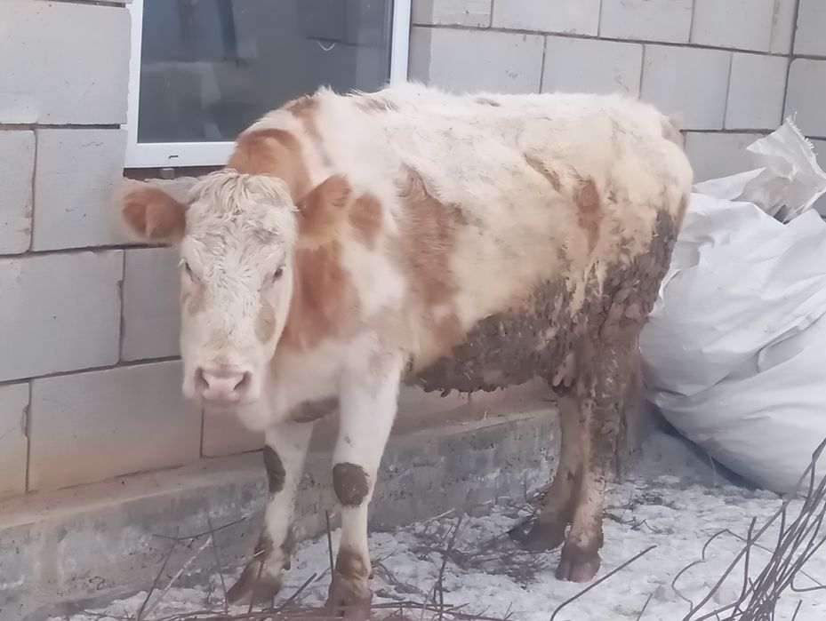 Продам корову тельную