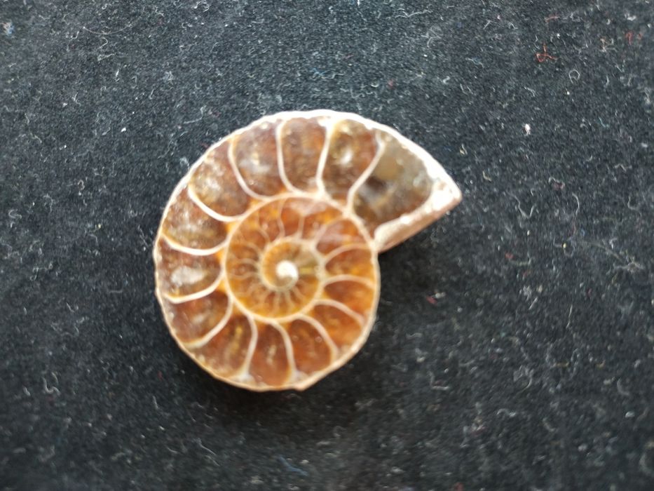 Брошка от естествен амонит-фосил, произход Мадагаскар