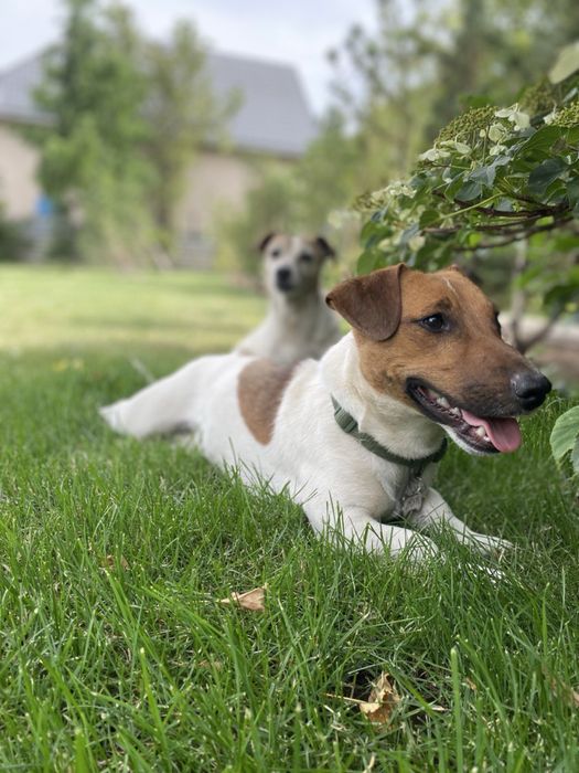 Джек рассел терьер для вязки