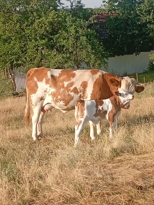 Vând juninca de doi ani jumate cu vițel de o săptămână
