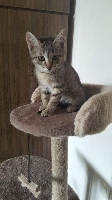 Отдам котенка в добрые руки