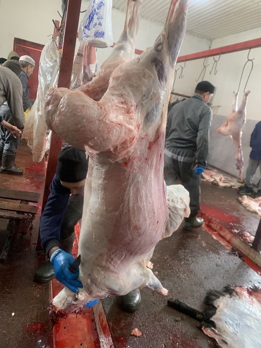 Қой-тоқты,Бараны и овцы