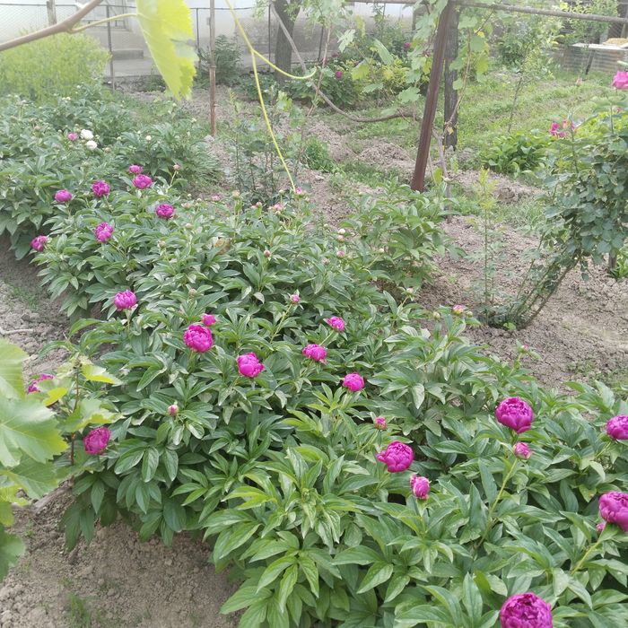 Пиен гуллари,светы