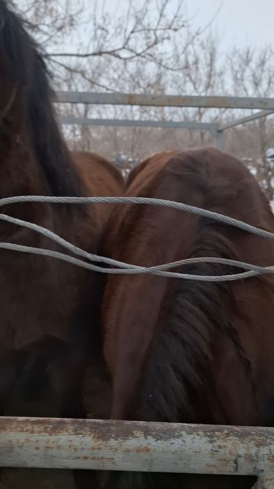 Продам коневоз на 2головы