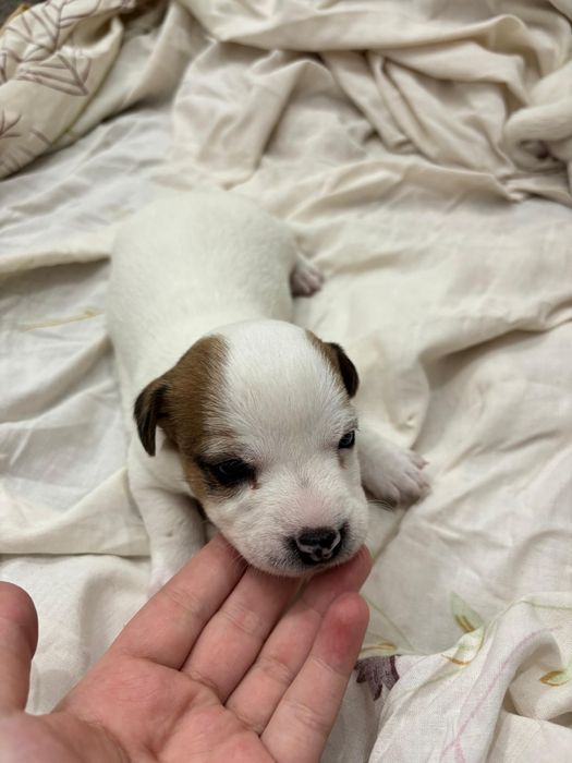 Джек Рассел щенки мальчики