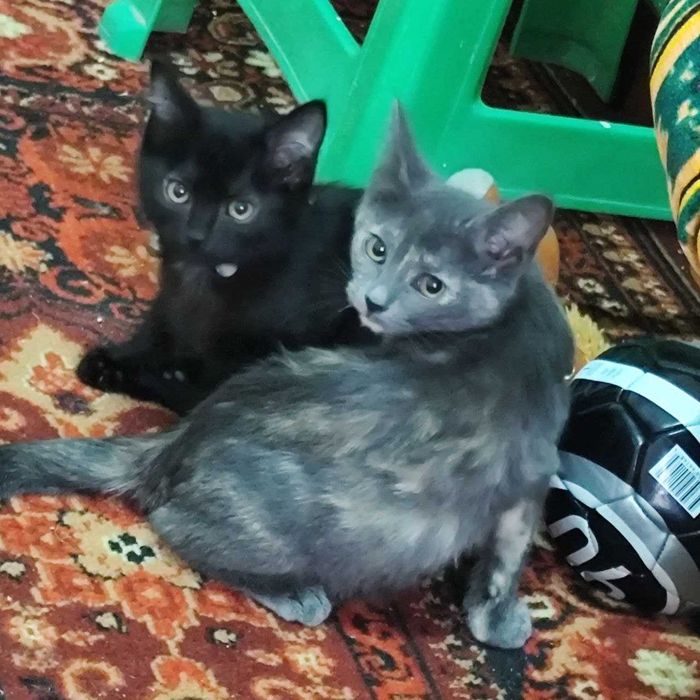 Пристраивается замечательная девочка мраморная - трехцветка