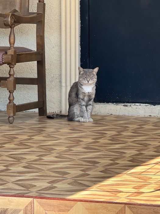 Найден кот серого окраса, домашний