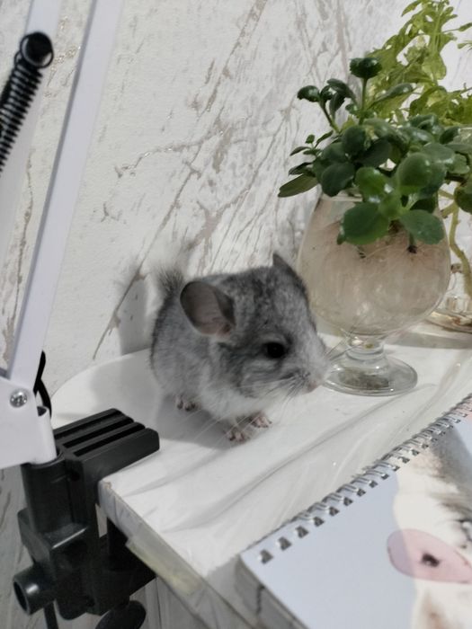 Шиншиллы декоративные