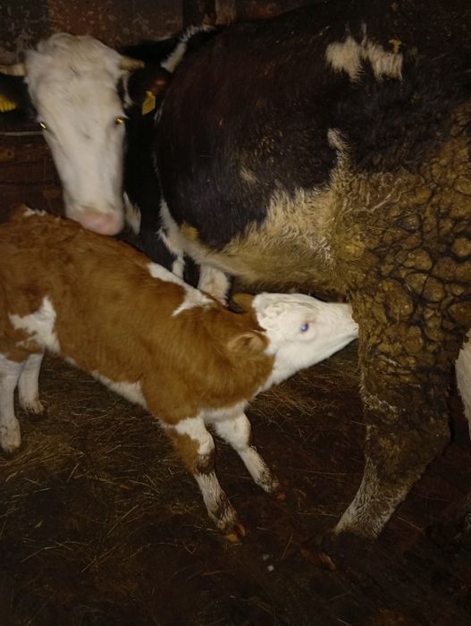 Vând vacă cu vitel