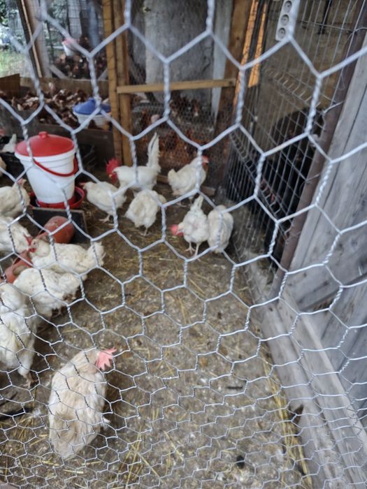 Vind ouă de găină rasa leghorn pentru incubator
