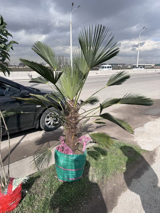 Гул Ва мева кучатлари