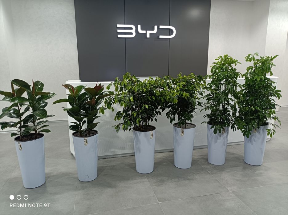 Офисные растения