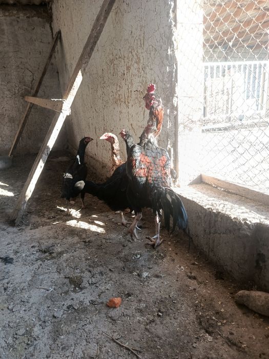 Продается петух..