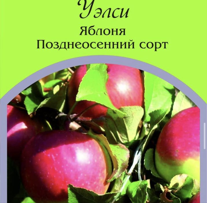 Саженцы яблони оптом