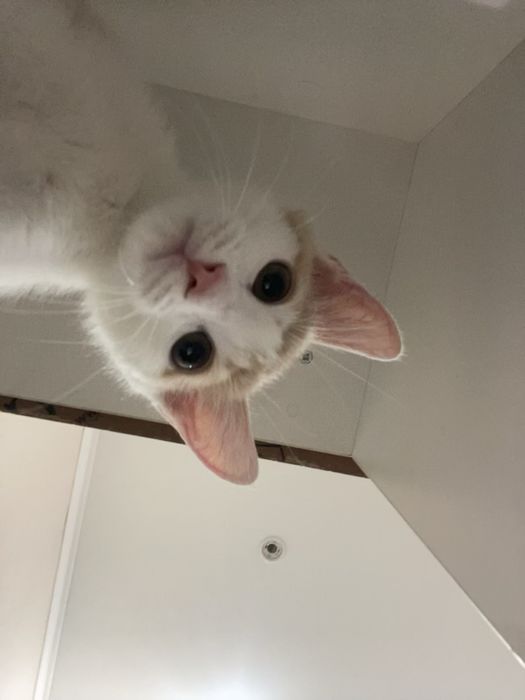 Отдам котёнка в добрые руки