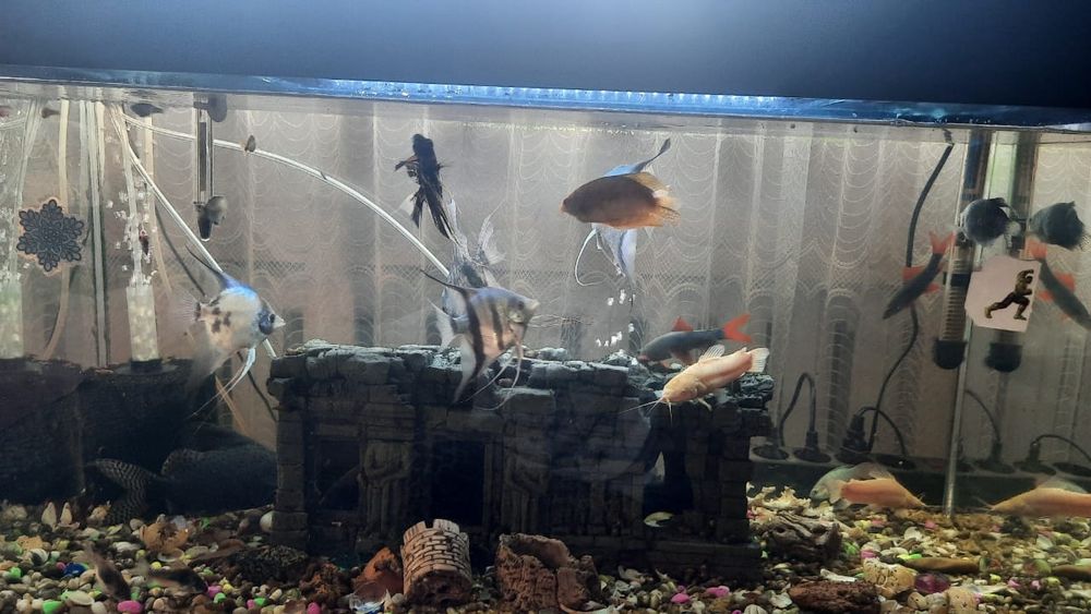 Продам аквариум с рыбками