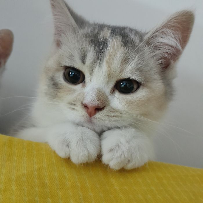 Продается котенок в надежные руки