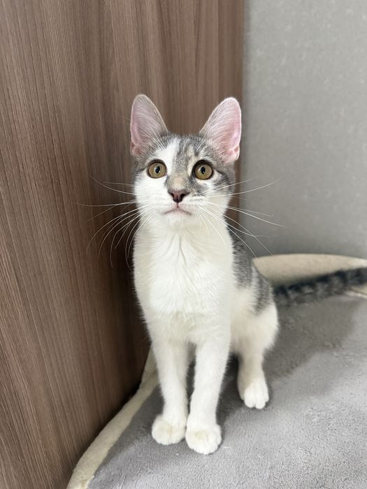 Котенок в добрые руки