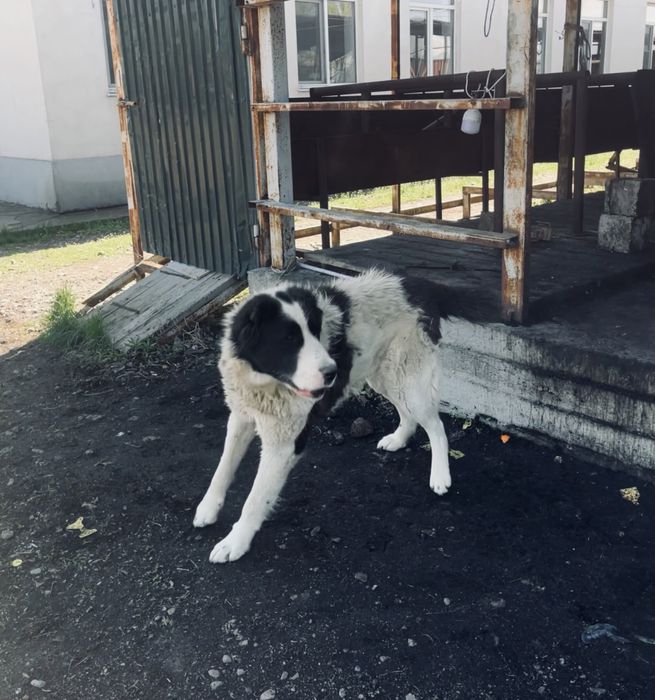 Алабай сатыладыы