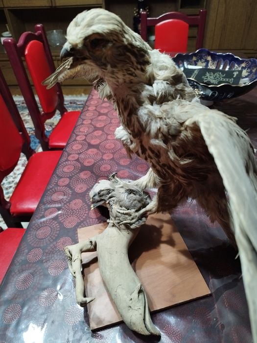 Продается чучело сокола балобана